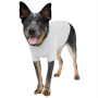 Manteau anti-ondes pour chien Leblok® Blokka® Amberley | Protection été et intérieur - Gris